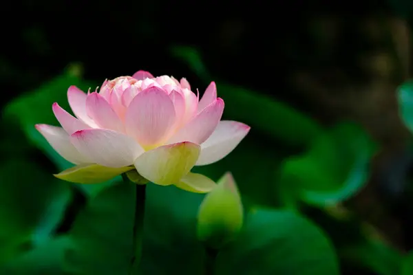 Lotus Bloem Bloeien Zomer Vijver Met Groene Bladeren Als Achtergrond — Stockfoto