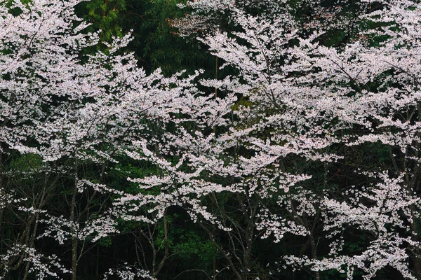Bela Flor Cereja Sakura Primavera — Fotografia de Stock
