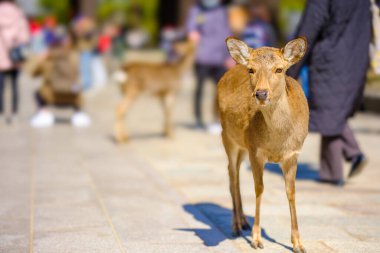 Nara Parkı 'ndaki geyikler antik çağlardan beri çok dikkatli korunuyor.