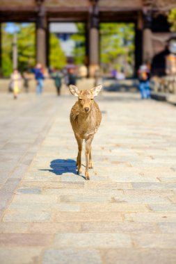 Nara Parkı 'ndaki geyikler antik çağlardan beri çok dikkatli korunuyor.