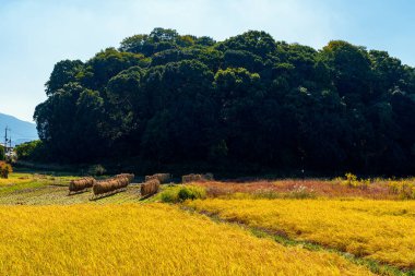 Eski Kraliçe Himiko 'nun Mezarı' Hashihaka 'Sakurai şehrinde, Japonya' nın Nara ilinde. (11-01-2023 'te çekildi.)