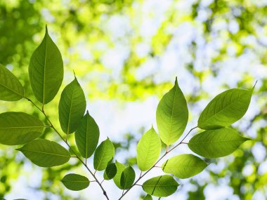 Taze yeşil yapraklar ve arkaplan