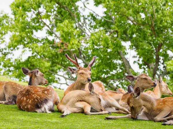 Nara Parkı 'ndaki geyik Japonya antik çağlardan beri çok dikkatli bir şekilde korunmaktadır.