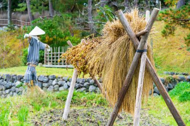 Japon pirinç tarlası, hasat mevsimi.