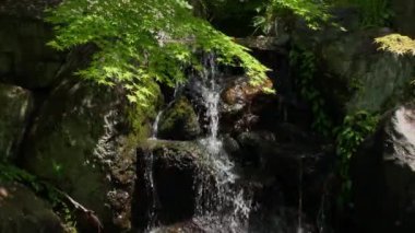 Taze yeşil yapraklar ve küçük bir nehir.