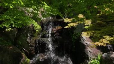 Taze yeşil yapraklar ve küçük bir nehir.