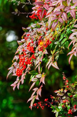 Nandina domestica meyvesi, Japonya 'da sonbahar