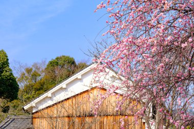 Erik çiçekleri açıyor ve mavi gökyüzü