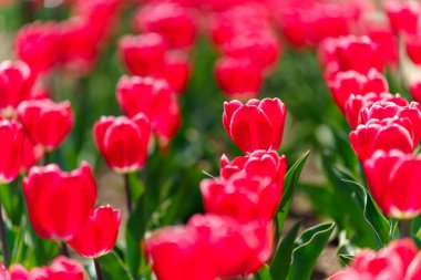 Parkta renkli lale grubu