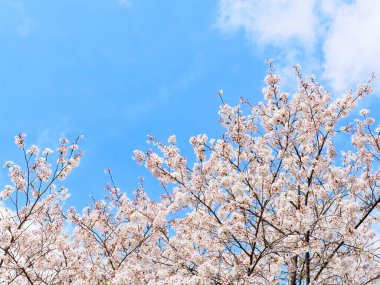 Bahar vakti kiraz çiçeği açan 'sakura'