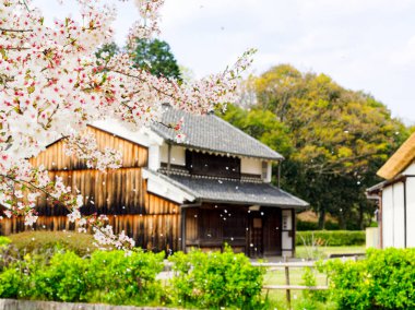 Kiraz çiçekleri ve Japon eski evleri.