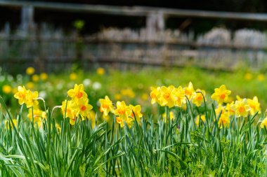 Parlak sarı nergis çiçekleri