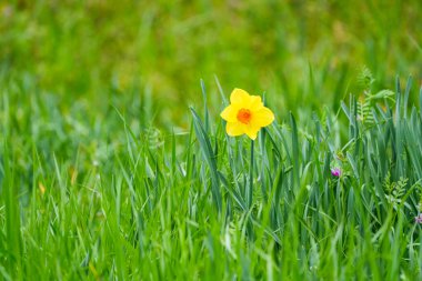 Parlak sarı nergis çiçekleri