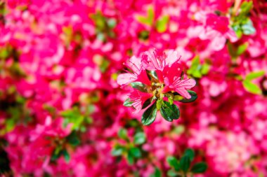 Azalea çiçekleri çiçek açtı. Doğal ortamda çiçek açan bir buket Azalea 'ya yakın plan..