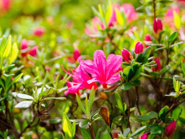 Azalea çiçekleri çiçek açtı. Doğal ortamda çiçek açan bir buket Azalea 'ya yakın plan..