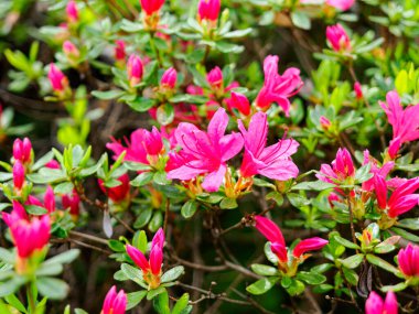 Azalea çiçekleri çiçek açtı. Doğal ortamda çiçek açan bir buket Azalea 'ya yakın plan..