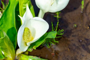 Flower of white skunk cabbage (asian skunk cabbage), Lysichitum camtschatcense clipart