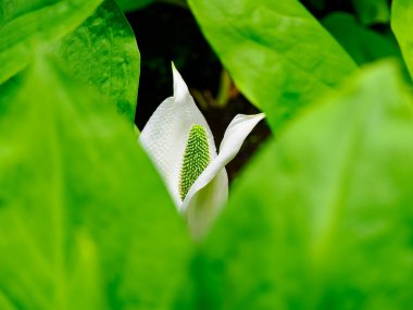 Beyaz kokarca lahanası çiçeği (Asyalı kokarca lahanası), Lysichitum camtschatcense