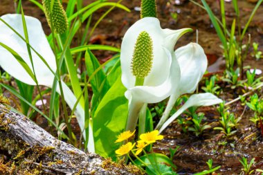 Flower of white skunk cabbage (asian skunk cabbage), Lysichitum camtschatcense clipart