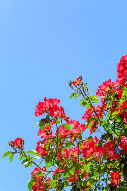 Gül bahçesinde gül çiçeği