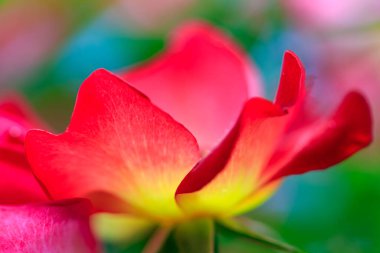 Gül bahçesinde gül çiçeği