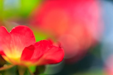 Gül bahçesinde gül çiçeği