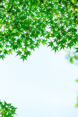 Taze yeşil yapraklar ve arkaplan