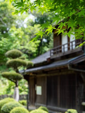Taze yeşil yapraklar ve arkaplan