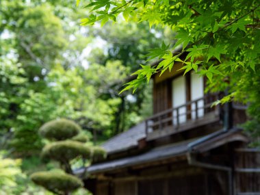 Taze yeşil yapraklar ve arkaplan