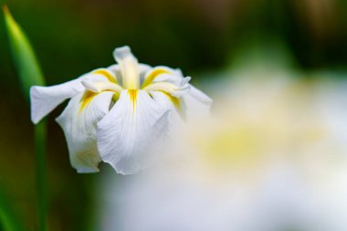 Japanese iris flowers on green background clipart