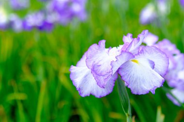 Yeşil arka planda Japon iris çiçekleri