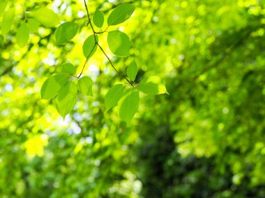 Taze yeşil yapraklar ve arkaplan