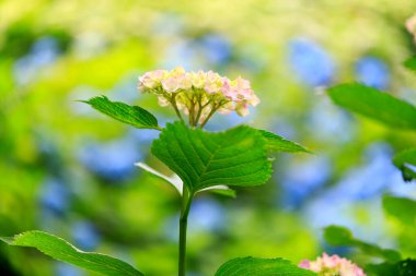Bahçede ortanca çiçeği var.