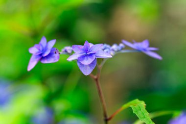 Bahçede ortanca çiçeği var.