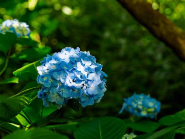 Bahçede ortanca çiçeği var.