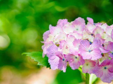 Bahçede ortanca çiçeği var.