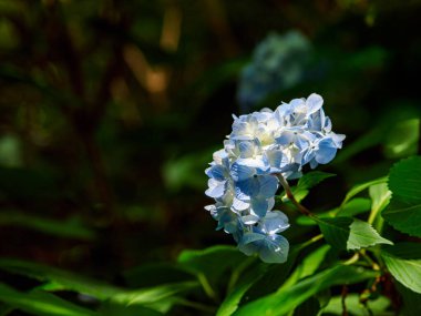 Bahçede ortanca çiçeği var.
