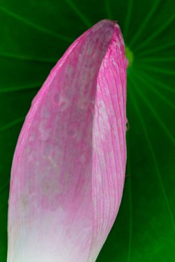 Arka planda yeşil yapraklar ile yaz göletinde açan nilüfer çiçeği.
