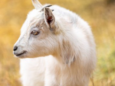 Japonya 'da bembeyaz bir keçi