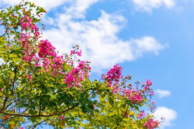 Muşamba tamamen çiçek açmış.