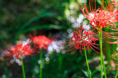 Kırmızı örümcek zambağı çiçekleri (Lycoris radiata)