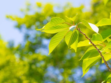 Taze yeşil yapraklar ve arkaplan