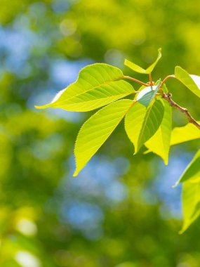 Taze yeşil yapraklar ve arkaplan