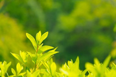 Taze yeşil yapraklar ve arkaplan