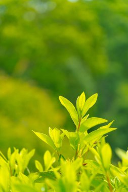 Taze yeşil yapraklar ve arkaplan