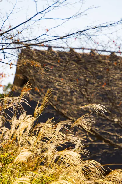 Japon otları (susuki otları) ve Japon eski evleri