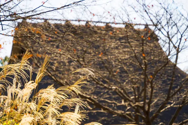 Japon otları (susuki otları) ve Japon eski evleri