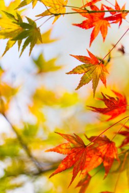 Yapraklar sonbaharda sararır. Japon sonbahar yaprakları.