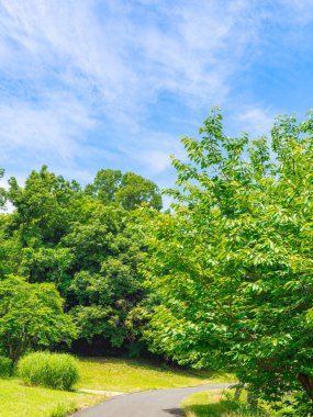 Taze yeşil yapraklar ve arkaplan