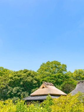 Japon geleneksel sazanı